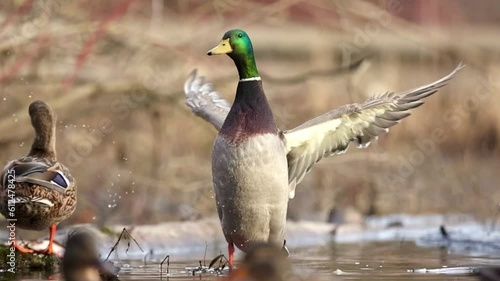Closeup of male mallard duck flapping its wings in pond on sunny day.