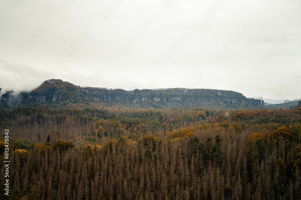 High-angle view of a forest full of trees during the autumn.