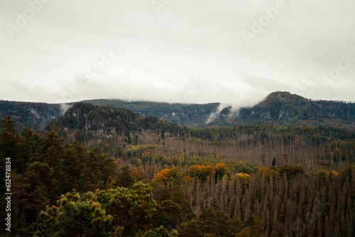 High-angle view of a forest full of trees during the autumn.