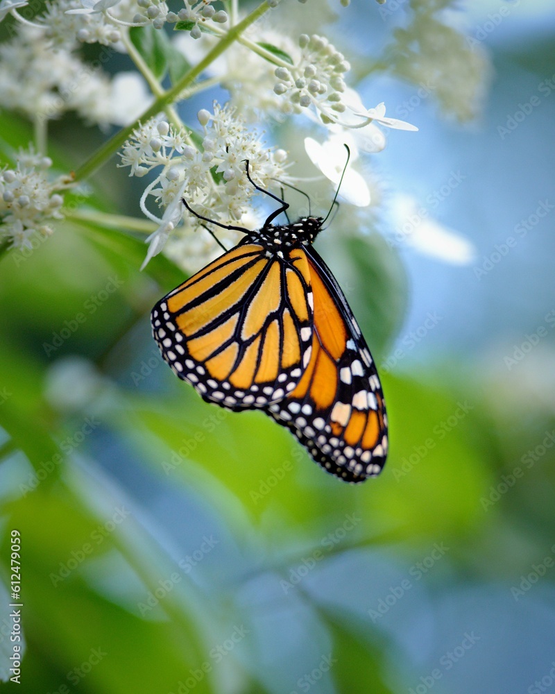 Vertical shot of a Monarch butterfly on flowers Vertical shot of a Monarch butterfly on flowers