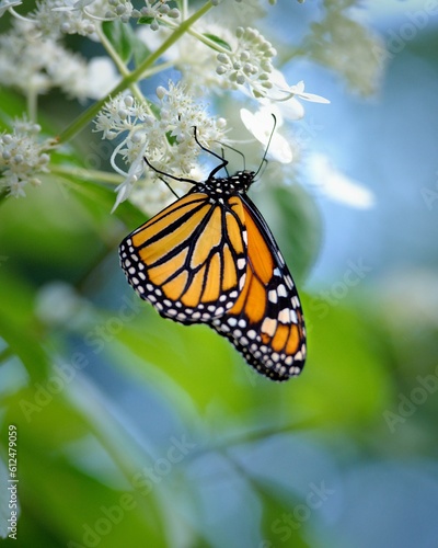 Vertical shot of a Monarch butterfly on flowers