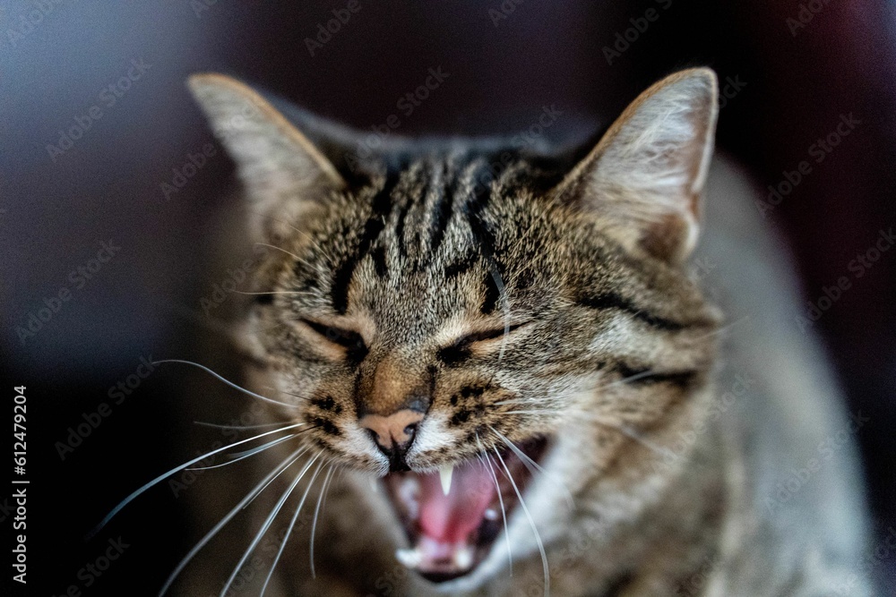 Tabby cat with open mouth