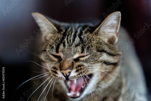 Tabby cat with open mouth © Дмитрий Лосинец/Wirestock Creators