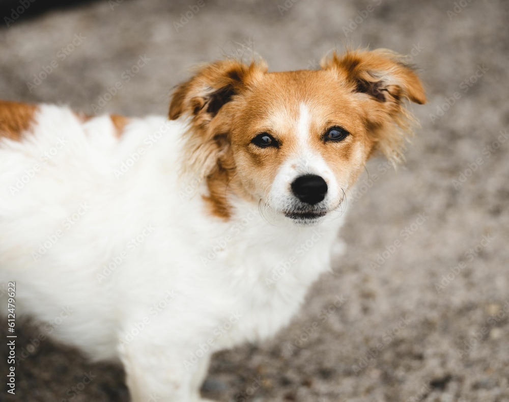 Closeup of a cute brown and white kromi dog looking up at the camera with a happy expression