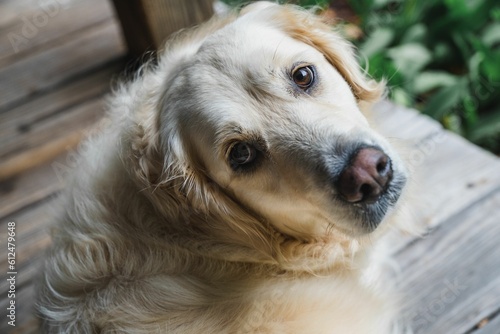Принти на полотні Beautiful closeup shot of a fluffy golden retriever looking up at the camera wit