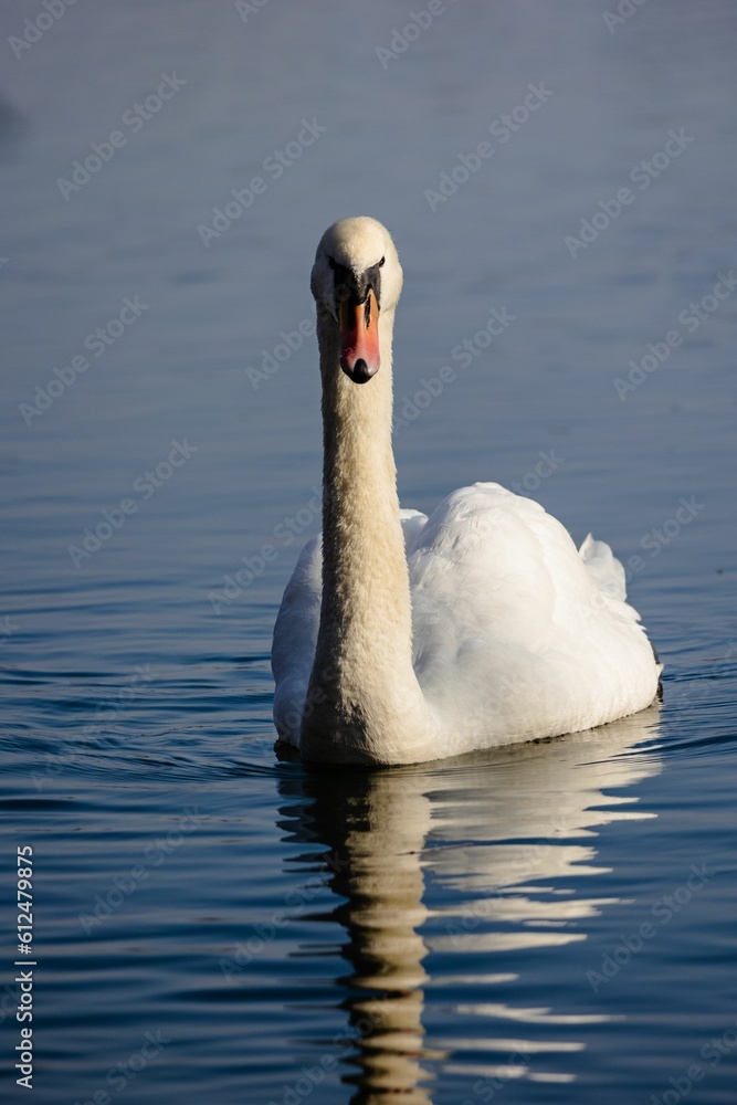Vertical closeup of a white swan swimming in a lake