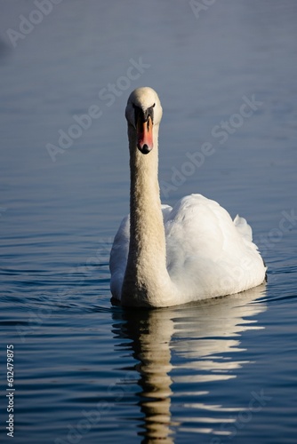 Vertical closeup of a white swan swimming in a lake
