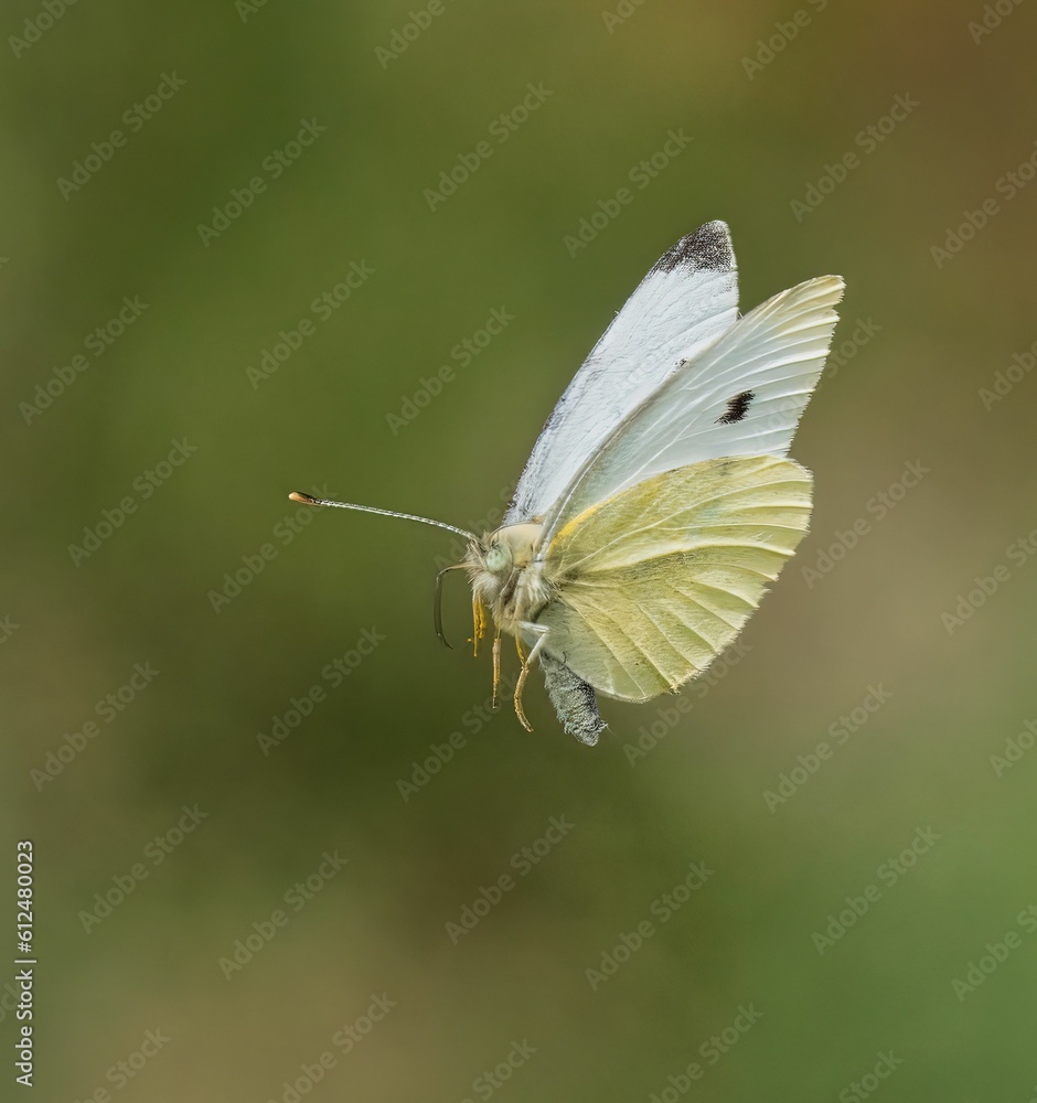 Closeup of adorable Large white butterfly in flight on blur green background Closeup of adorable Large white butterfly in flight on blur green background