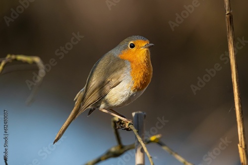 Closeup of a European robin perched on a tree branch