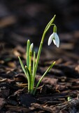 Vertical shot of a snowdrop flower in early spring.