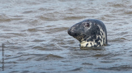 Close-up shot of an atlantic gray seal with the head above the water