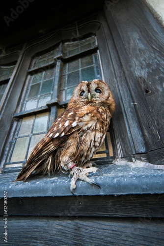 Vertical shot of a Tawney Owl on the windowsill of an old building photo