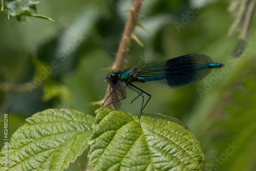 Close-up shot of a banded demoiselle resting on a bramble leaf © Ron Thomas/Wirestock Creators