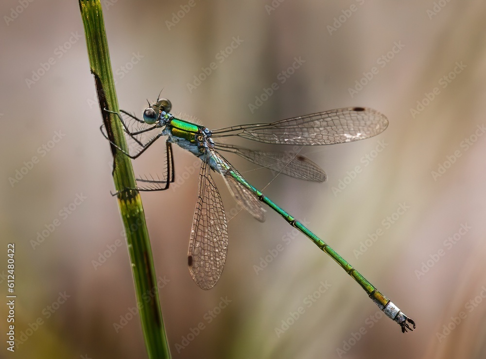 Selective focus shot of a damselfly hanging onto a reed plant Selective focus shot of a damselfly hanging onto a reed plant