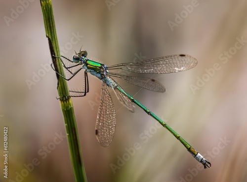 Selective focus shot of a damselfly hanging onto a reed plant