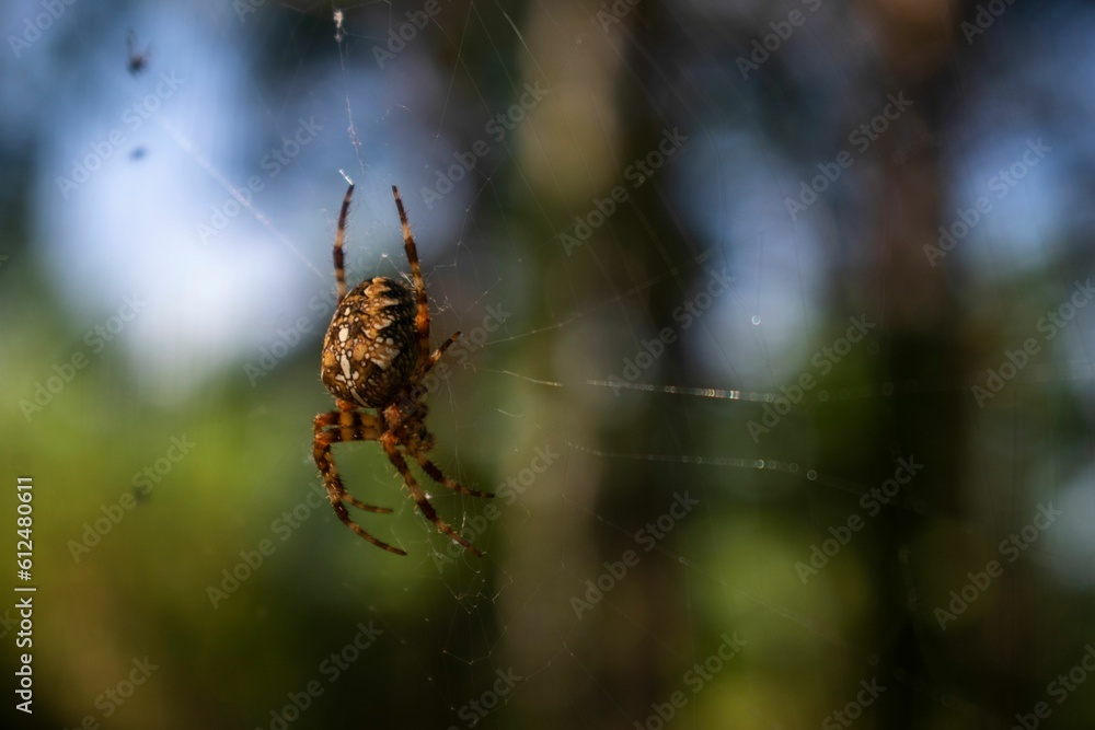Closeup shot of a striped spider weaving a web Closeup shot of a striped spider weaving a web