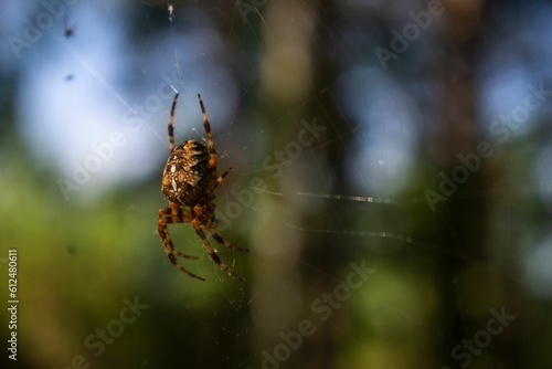 Closeup shot of a striped spider weaving a web