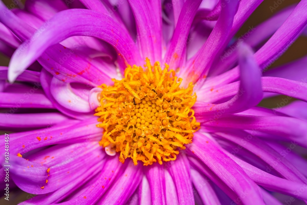 Closeup shot of a pink flower with a yellow center Closeup shot of a pink flower with a yellow center
