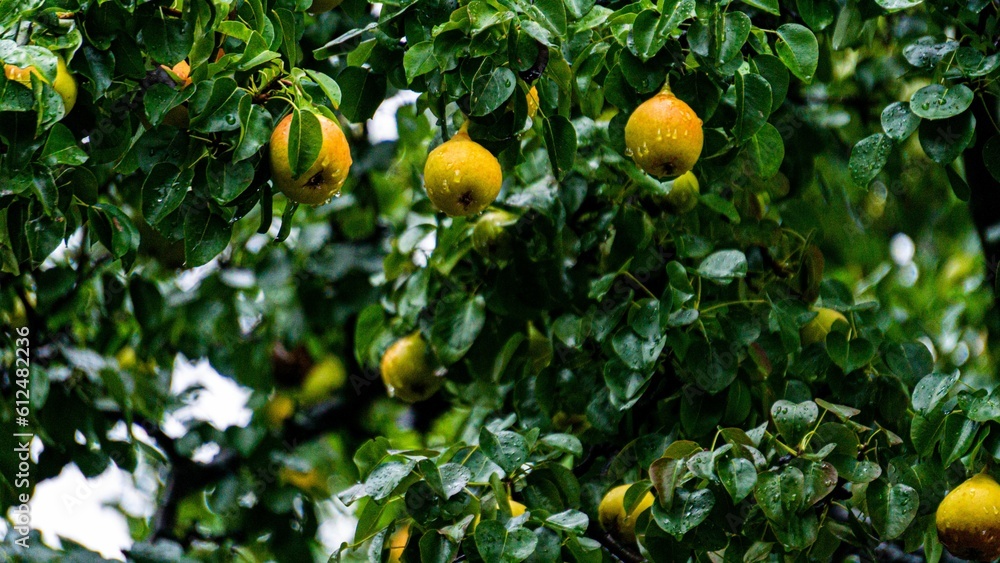 Closeup shot of wet pears growing on a tree