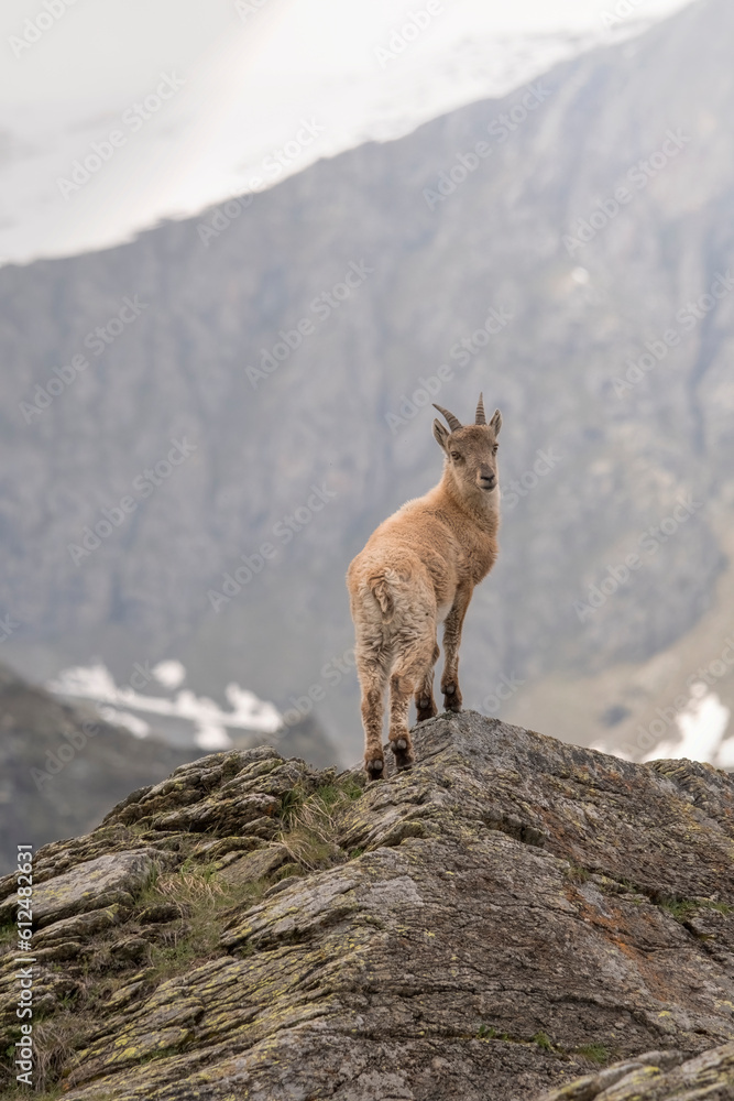Young alpine ibex or mountain goat (Capra ibex) standing on a rock and looking dowstream to the valley against mountain background, Piedmont alps, Italy, June.