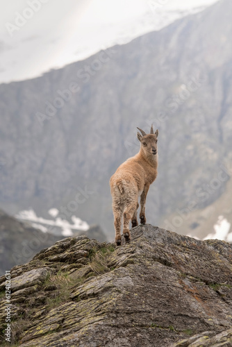 Young alpine ibex or mountain goat  Capra ibex  standing on a rock and looking dowstream to the valley against mountain background  Piedmont alps  Italy  June.