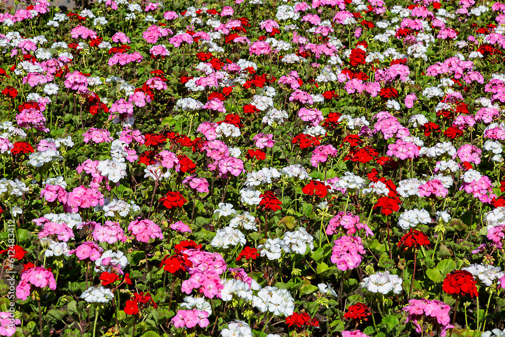 lawn with blooming multicolored pelargonium zonal
