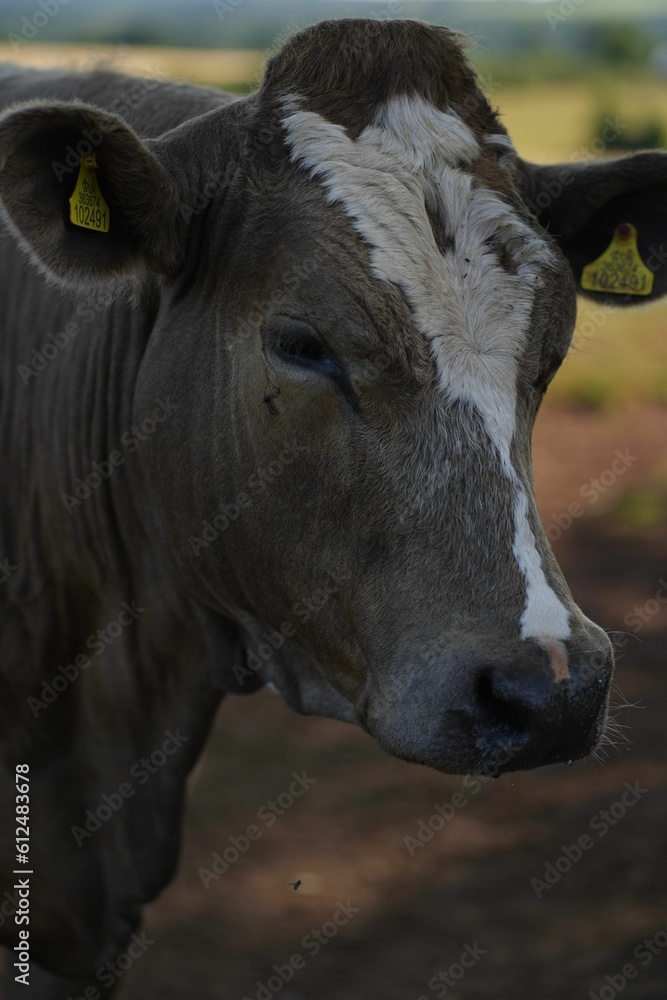 Vertical portrait of the brown Dairy cattle with tagged ears