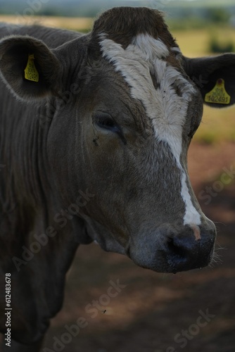 Vertical portrait of the brown Dairy cattle with tagged ears