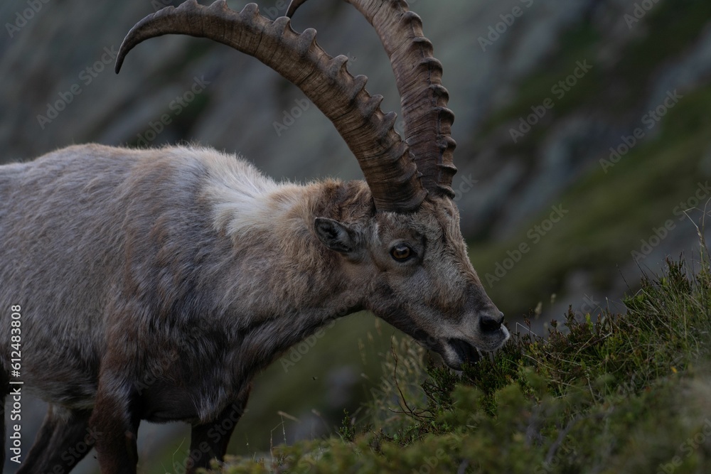 Closeup of an Alpine ibex grazing grass in the Swiss mountains