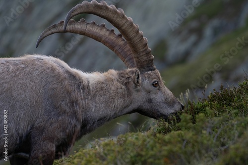 Closeup of an Alpine ibex (Capra ibex) grazing on the Swiss mountains against blurred background