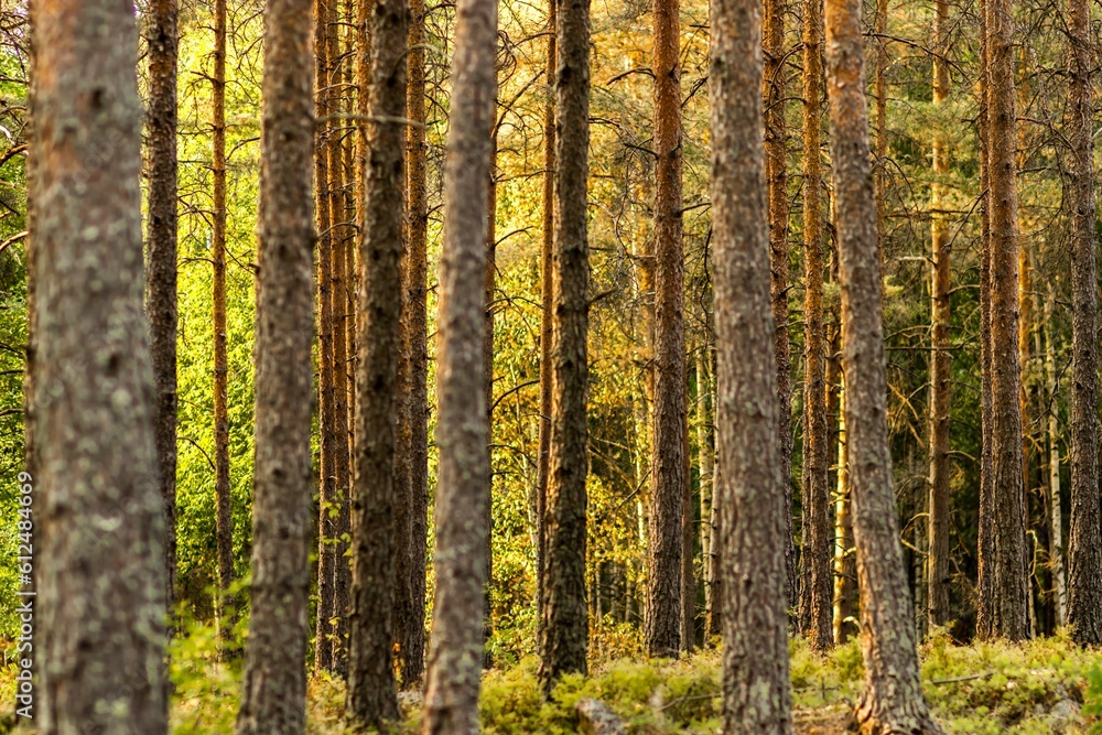 Beautiful shot of a forest with green foliage, perfect for backgrounds