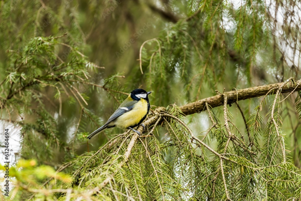 Fototapeta premium Beautiful shot of a cute Great tit sitting on a tree branch on blurry background