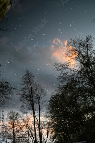 Silhouette of trees against the starry sky