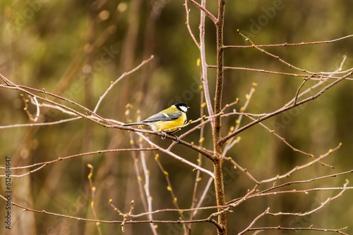 Beautiful shot of a cute Great tit sitting on a tree branch on blurry background