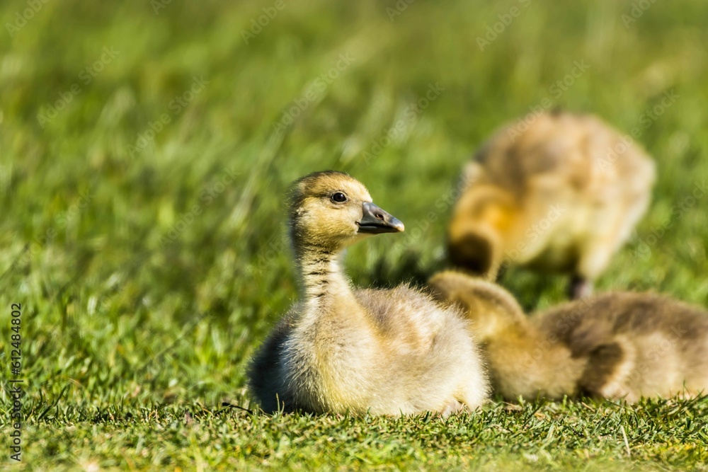 Closeup shot of cute baby ducks on green blurry background Closeup shot of cute baby ducks on green blurry background
