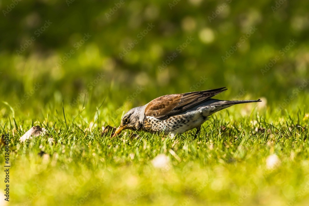 Closeup portrait of a cute Sorbaria on the grass on blurry background Closeup portrait of a cute Sorbaria on the grass on blurry background