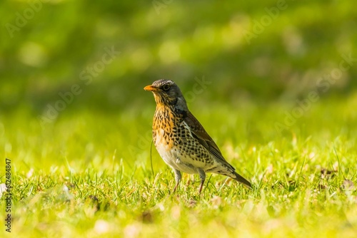 Wallpaper Mural Closeup portrait of a cute Sorbaria on the grass on blurry background Torontodigital.ca