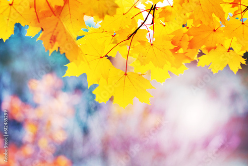 Maple branch with yellow autumn leaves on a blurred background in sunny weather