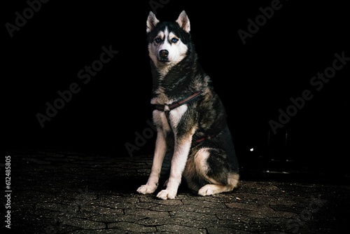 Dramatic view of a Siberian husky sitting on the wet ground outdoors