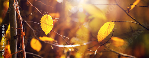 Yellow leaves on a tree branch in the forest on a sunny day photo