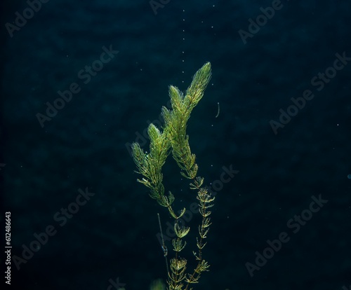 Beautiful closeup of aquatic plants