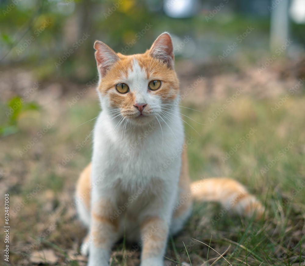 Closeup of a tabby cat sitting in green grass, looking into camera Closeup of a tabby cat sitting in green grass, looking into camera