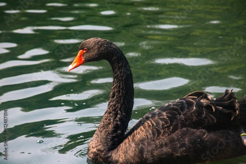 Selective of black swan  Cygnus atratus  in a lake