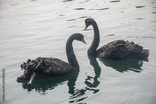 Selective of black swan  Cygnus atratus  in a lake