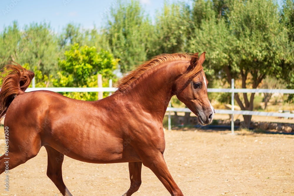 A brown Arabian horse in a stable outdoors, on a farm, with trees in the background on a sunny day A brown Arabian horse in a stable outdoors, on a farm, with trees in the background on a sunny day