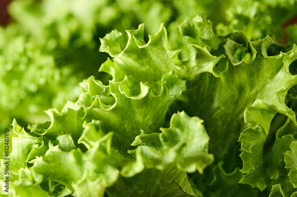 Close-up of fresh green lettuce Close-up of fresh green lettuce