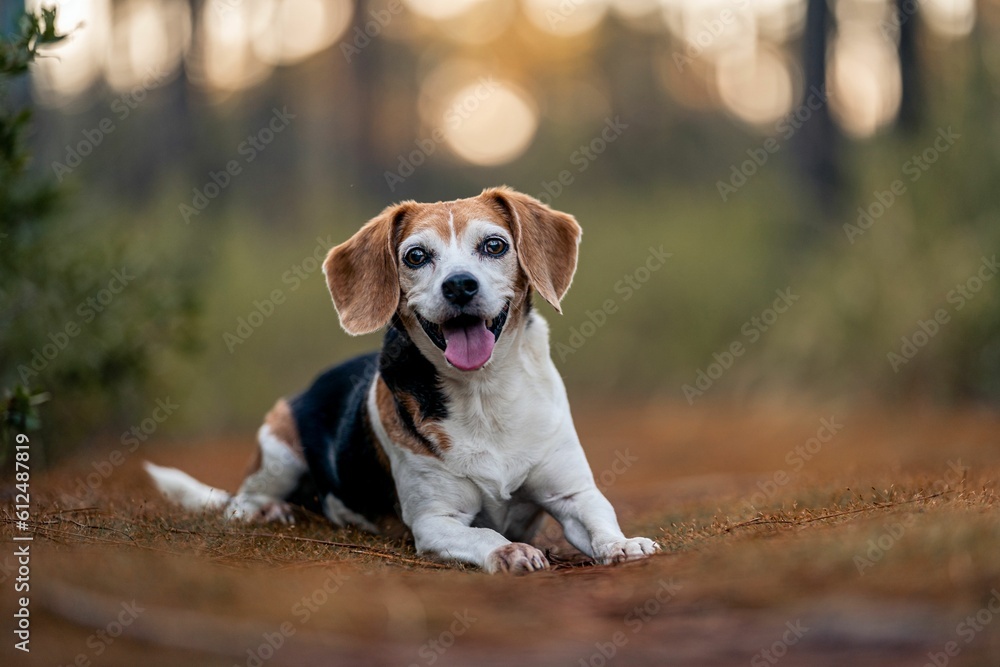 Happy Beagle dog in the nature