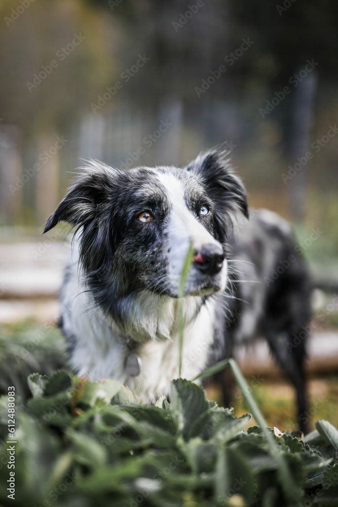 Vertical portrait of an adorable Border Collie with blue and brown eyes