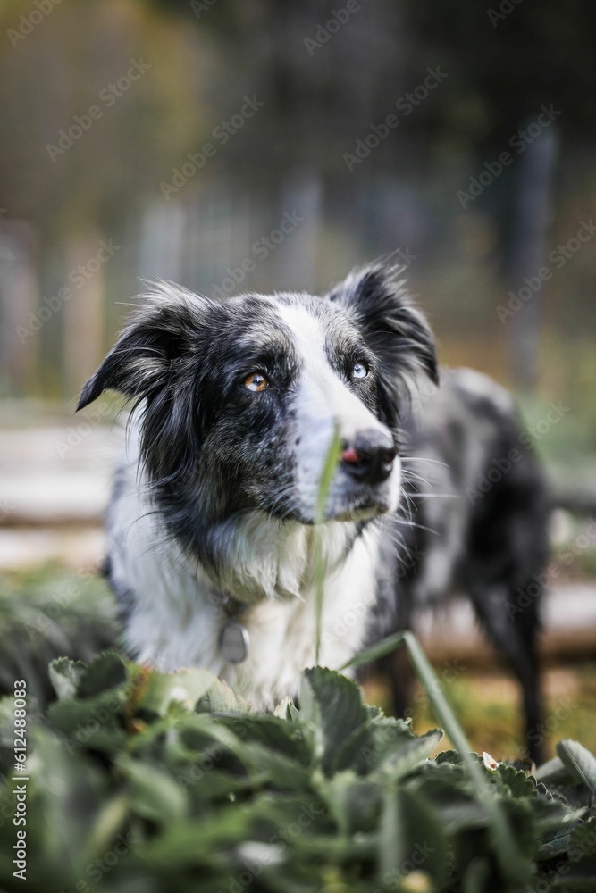 Vertical portrait of an adorable Border Collie with blue and brown eyes Vertical portrait of an adorable Border Collie with blue and brown eyes
