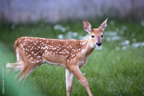Fawn on a grassy meadow